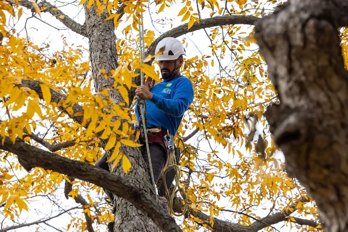 Skilled Tree Pruning crew working in Portageville