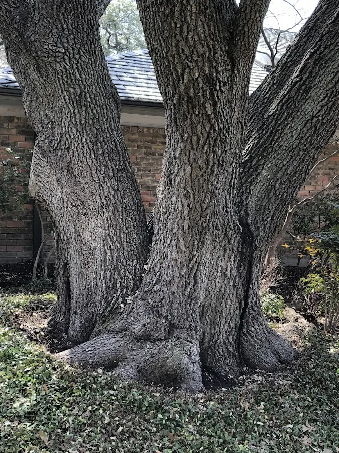 Mature heritage tree close to a Portageville property cared for by certified arborists